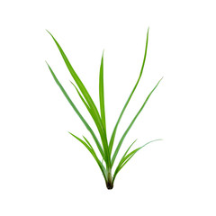Sprouts of grass grow from the earth on white background
