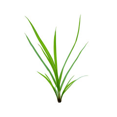Sprouts of grass grow from the earth on white background