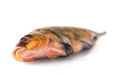 One fresh raw fish on a white background
