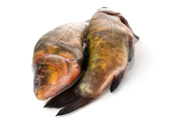 Two fresh raw fishes on a white background