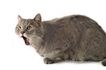 Gray cat on a white background with an open mouth