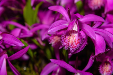 Pleione Tongariro.Exotic flowers. Close up. Interior photo