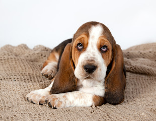Basset hound puppy  lying on a rug handmade