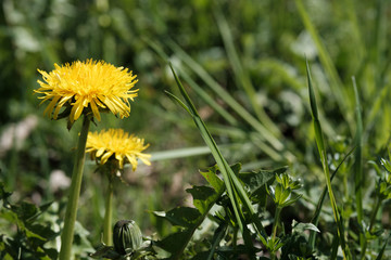 Gelbe Blume in Frühlingswiese