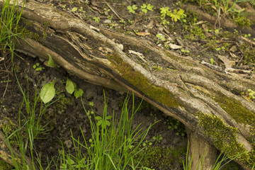Green moss covered tree trunk