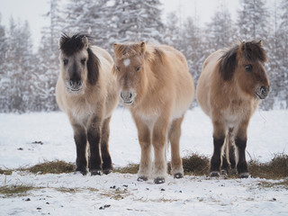 Yakut horses