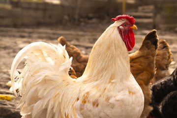 The rooster with chickens