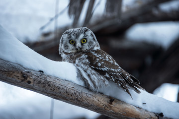 Owl in winter