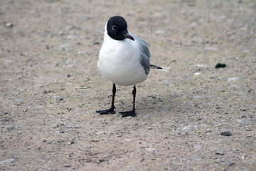 This black headed gull has finished moulting and note of its small stature
