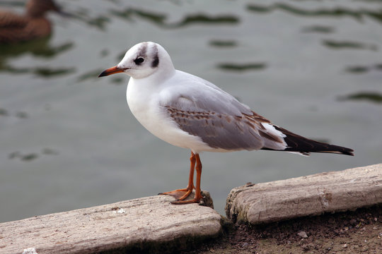 A  black headed gull regrowing moulted black head plummage 