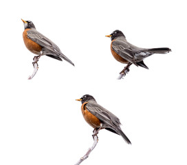 Fototapeta premium Robins Perched on the Tree Isolated on White