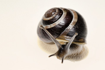 Escargot