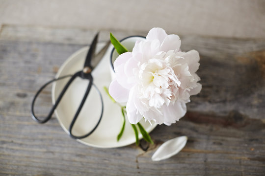 Pink Peony on a plate with scissors on wooden surface