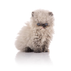 Young Himalayan Kitten