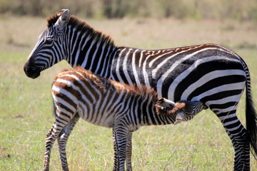 Zèbre : mère et fils
