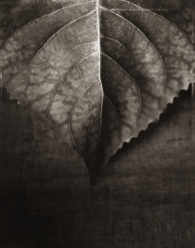 Dry leaf, monochrome