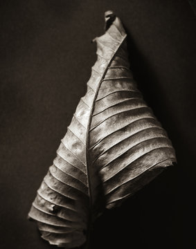 Dried leaf curled up, monochrome