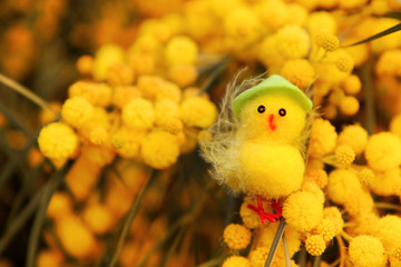 Cute little Easter chicken in the green hat is sitting on the bright yellow mimosa branch