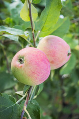 Two pink apples on a thin branch