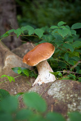 large white mushroom in the forest