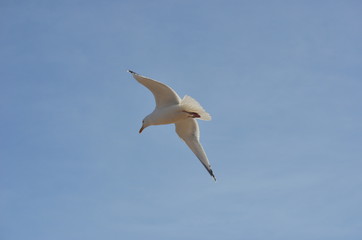 Flying seagull