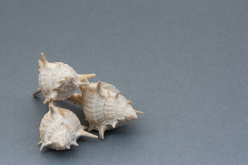 Travel and leisure, blank card for text and photography, seashells on a gray background