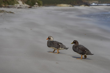 Pair of Falkland Steamer Ducks (Tachyeres brachypterus) on a sandy beach on Sealion Island in the Falkland Islands.