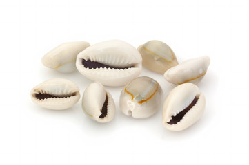 Sea shells collection