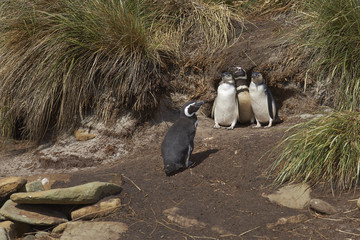Adult Magellanic Penguin (Spheniscus magellanicus) with two nearly fully grown chicks next to its burrow in a cliff on Sealion Island in the Falkland Islands.