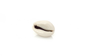 Single snail shell closeup on white background