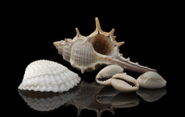 Collection of sea shells on a black background