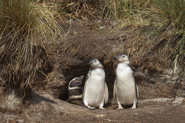 Adult Magellanic Penguin (Spheniscus magellanicus) with two nearly fully grown chicks next to its burrow in a cliff on Sealion Island in the Falkland Islands.