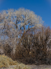 Trees in the Desert-Desert National Wildlife Refuge-Las Vegas