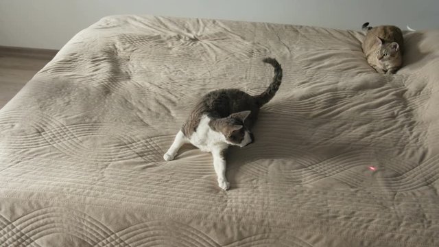 Cat playing with laser pointer on the bed