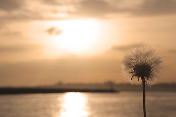 Gün Batımı ve Karahindiba