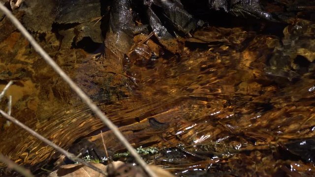 pure spring water in the creek in forest closeup