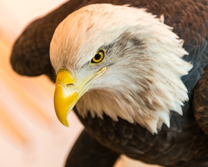 eagles head 