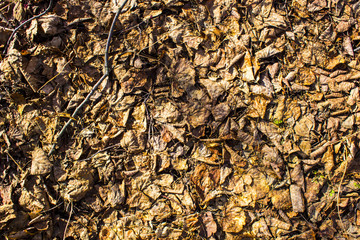  Dry leaves early spring