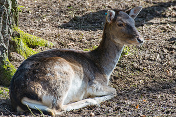 Fallow deer lies in the middle of the forest on the ground