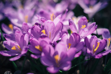 Closeup of crocuses spring flowers in the forest