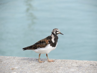 Charente-Maritime - Tournepierre à collier sur le port à La Rochelle