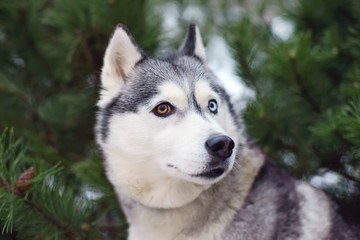 The portrait of a grey Siberian Husky dog with different eyes posing outdoors in winter