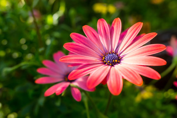 Beautiful Pink African Daisy Serenity Rose Magic