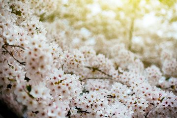 Beautiful sakura in bloom - fresh cherry blossoms in Japan - beautiful nature scene with blooming tree and sun flare
