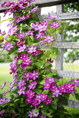 Fototapeta na wymiar purple flowers on fence post