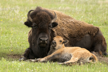 Buffalo and Calf © Tammi Mild