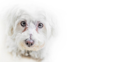 Isolated maltese puppy on white background