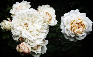 white roses on dark background