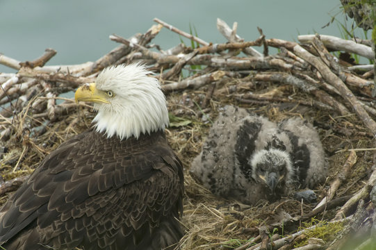 Bald Eagle Mom With Chick In Nest