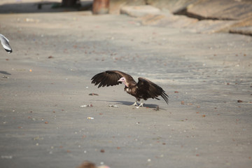 pink head vulture landing on a beach